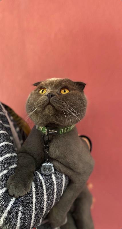 Scottish Fold Kedi Cinsleri TagsForever
