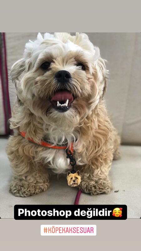 Terrier Köpek Cinsleri TagsForever